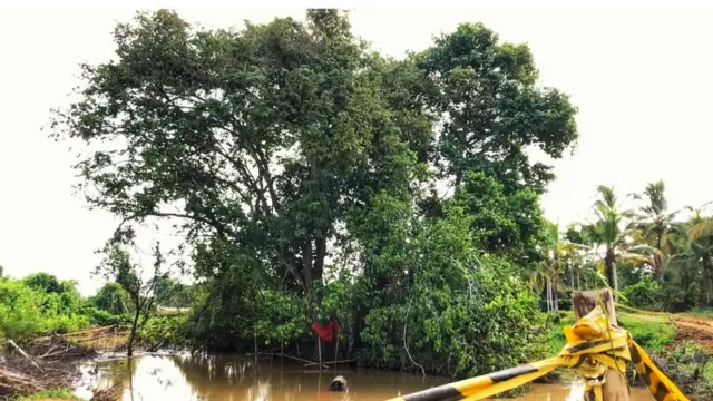 කෲඩියා සෙලනිකා 2020 නව රතු දත්ත ලේඛනයට අනුව දැඩි ලෙස වඳ වී යෑමේ තර්ජනයට ලක්වූ (Critically Endangered - CR) ශාකයක් ලෙස ලැයිස්තුගත කර තිබේ.