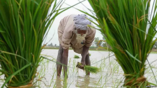 धान की खेती करता किसान