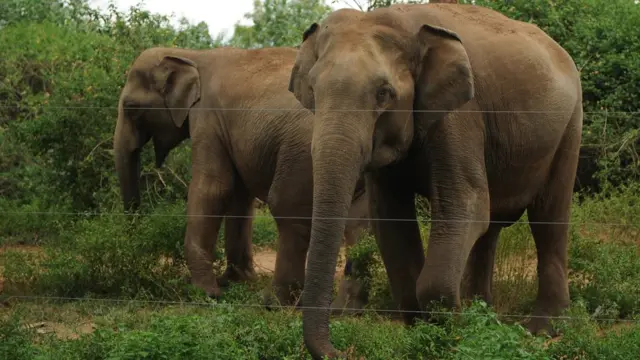 අලි ඇතුන්