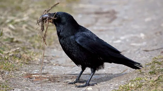 પ્રતીકાત્મક તસવીર