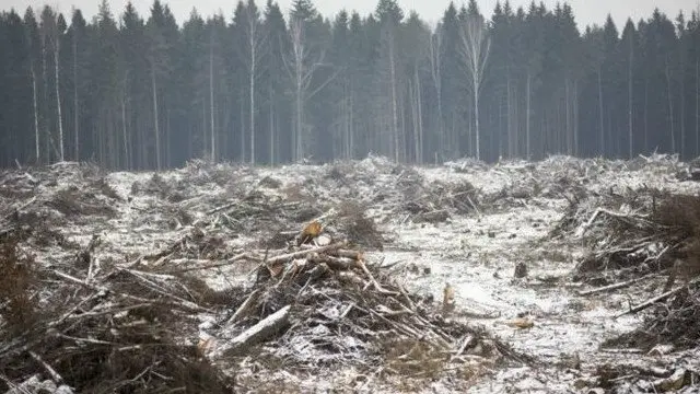 அழிந்த காடு