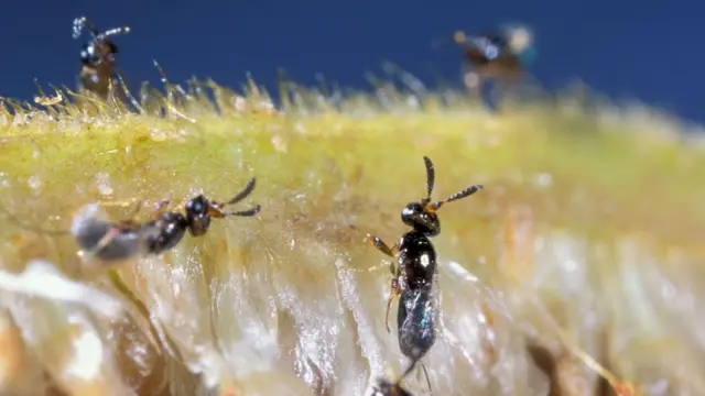 стать дитини