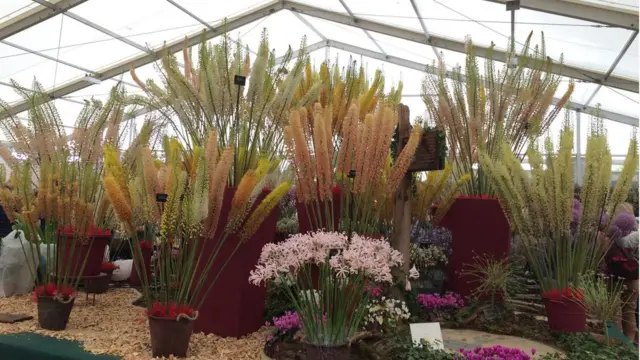 Triển lãm hoa Hampton Court