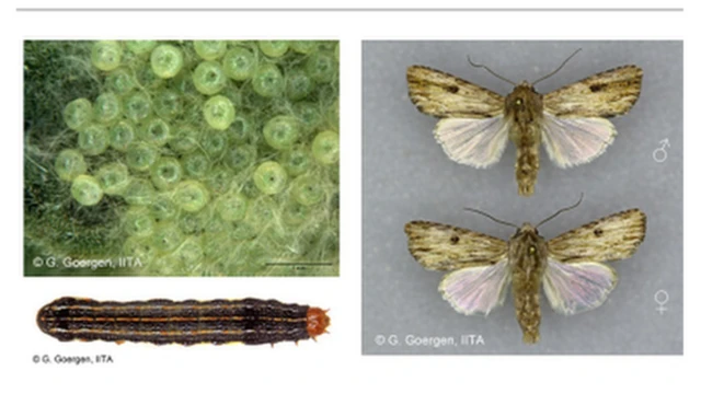 Aworan kokoro tuntun