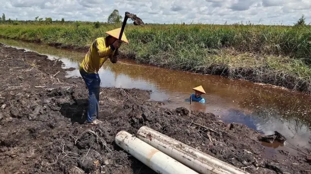 Petani di Desa Mantangai Hulu menggarap lahan rawa gambut untuk menjadi sawah.