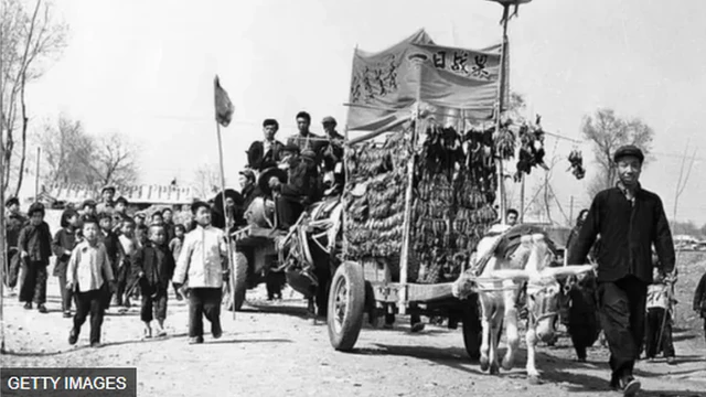 चीन गौरैया