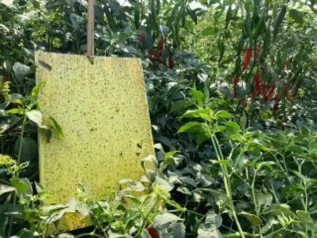 పురుగును ఆకర్షించే స్టిక్కర్లు