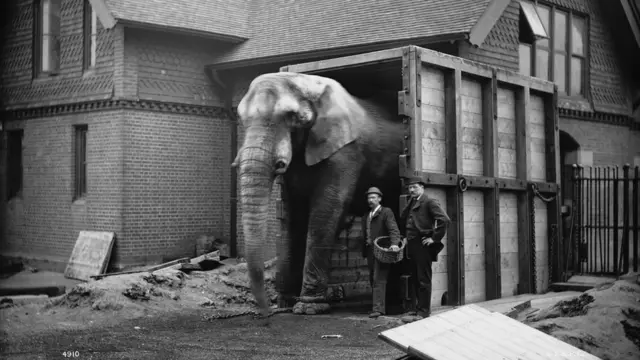 El elefante Jumbo de Ringling Bros. and Barnum & Bailey