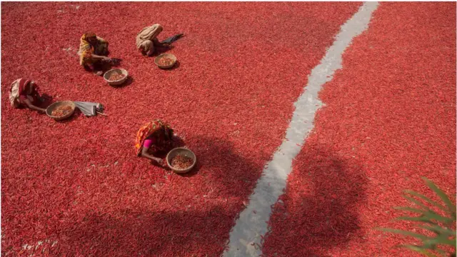 লাল মরিচ রোদে শুকাচ্ছেন নারীরা।
