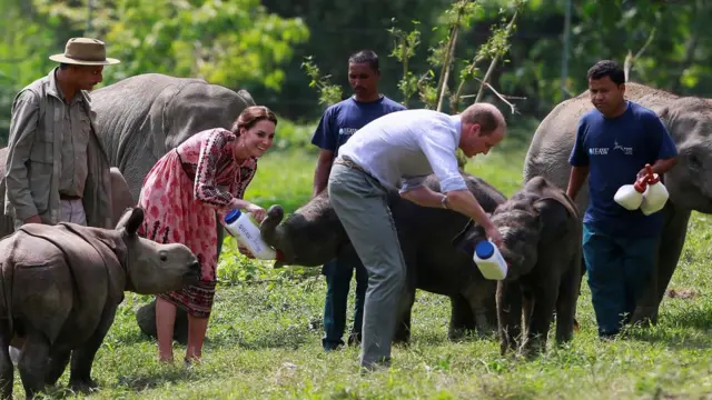 Уильям и Кейт кормят слонов