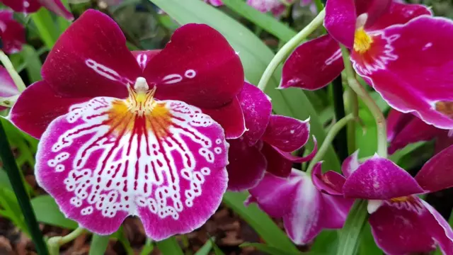 กล้วยไม้