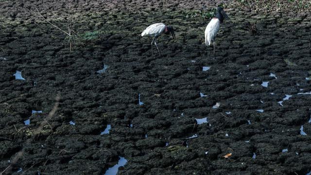 Tuiuiú buscando alimento no pouco de água que restou em um corixo (canais que se formam na cheia do Pantanal)