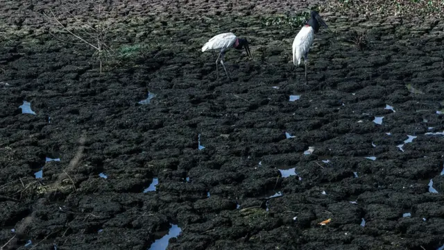 Tuiuiú buscando alimento no poucocarlsen pokerágua que restoucarlsen pokerum corixo (canais que se formam na cheia do Pantanal)