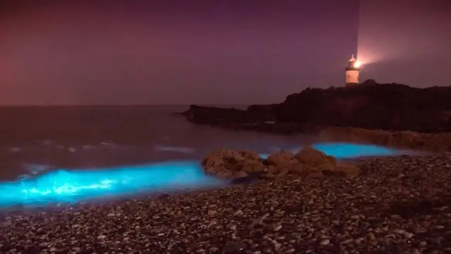 Les algues marines peuvent produire une lueur sinistre dans l'eau lorsqu'elles sont perturbées par les vagues, les bateaux ou les nageurs