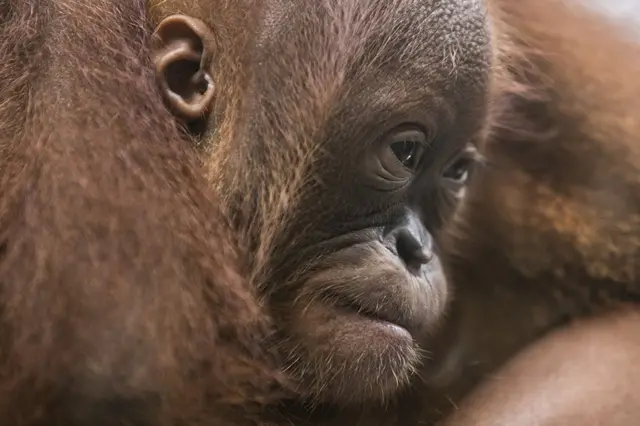 ஓரங்குட்டானின் அழிவு