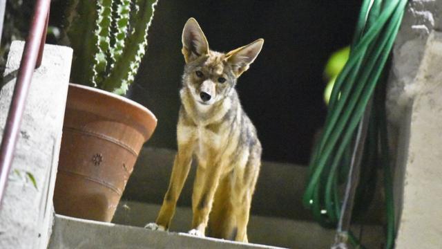 que hacer si ves un coyote con tu perro