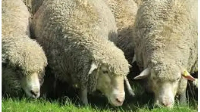 Кыргызстандын мал чарбасында дагы кой багуу орчундуу тармак болуп саналат.