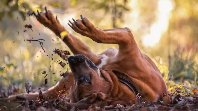 Купальниктегі порнографиялық қыздардың суреттері