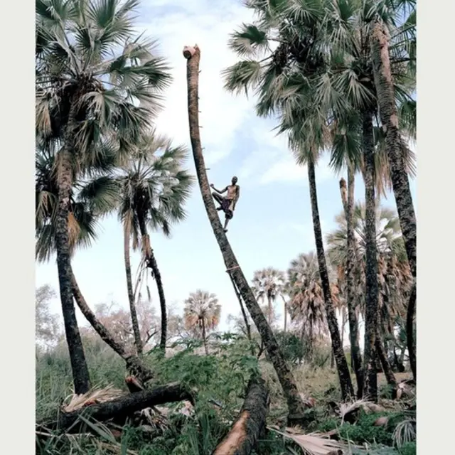 Собиратель пальмового вина, Намибия (Кайл Уикс)