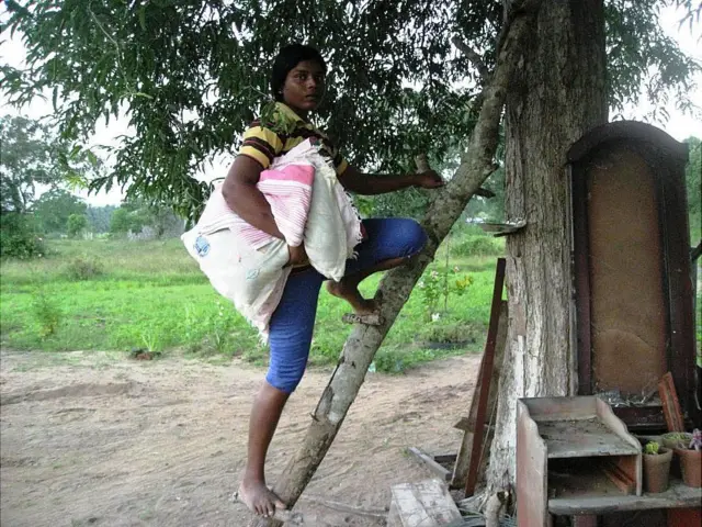 අලි මිනිස් ගැටුම