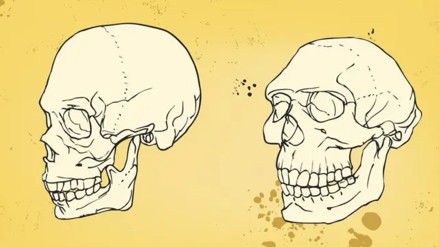 Череп человека и неандертальца
