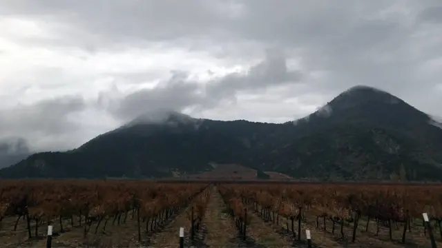 Viñedos en el camino