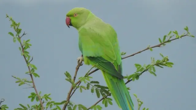 மக்கள் அறிவியல் திட்டம்