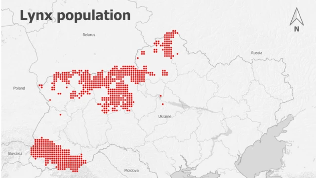 популяція рисі