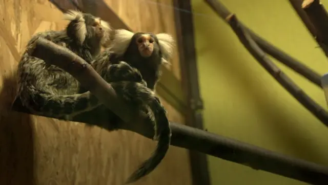 Marmozete u zoo vrtu Palić