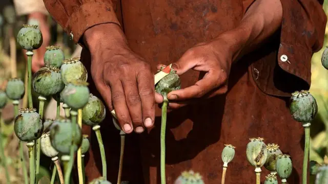 તાલિબાન