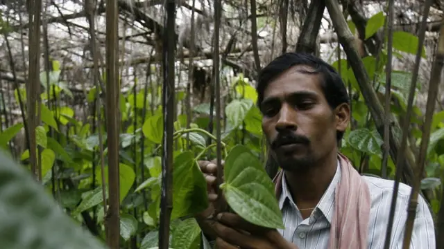 पान की खेती