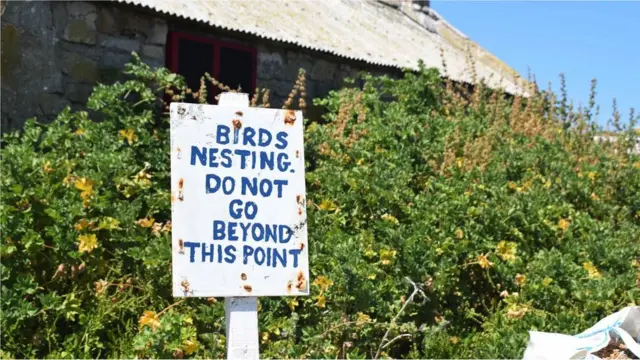 Posetiocima se savetuje da se drže dalje od mesta gnežđenja i da se uzdrže od hranjenja ili dodirivanja lokalnih divljih životinja