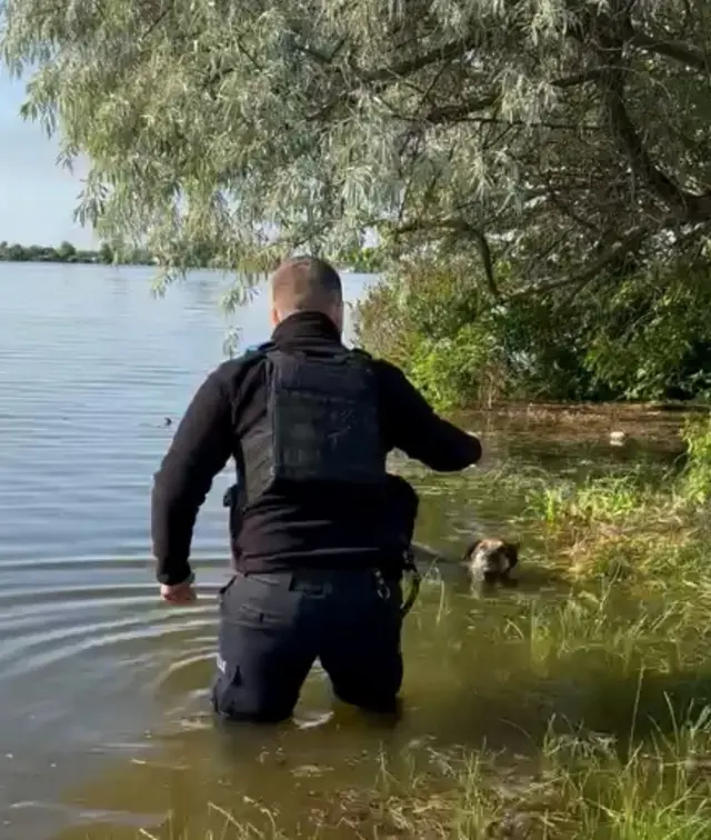 A man approaching a dog on a flooded field
