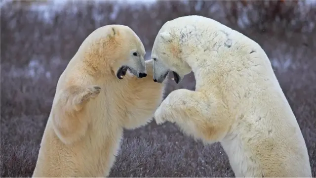 બે સફેદ રીંછ