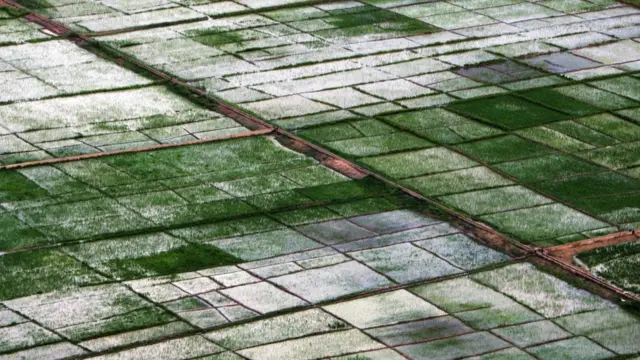 Uburimyi mu nkengero z'ikiyaga Chad