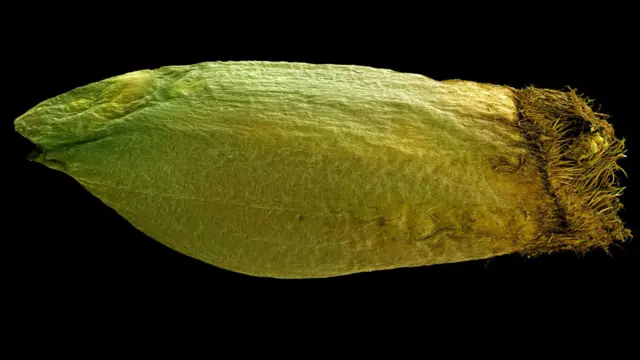 Semilla de Triticum monoccoccoum