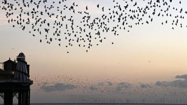 Bandoaplicativo oficial do sportingbetestorninhos