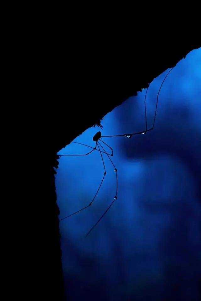 মাকড়শা