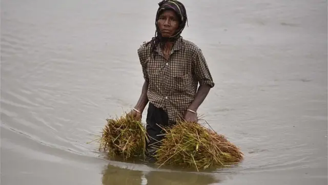 పంటల బీమా