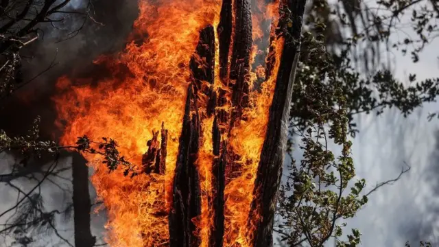 حرائق غابات