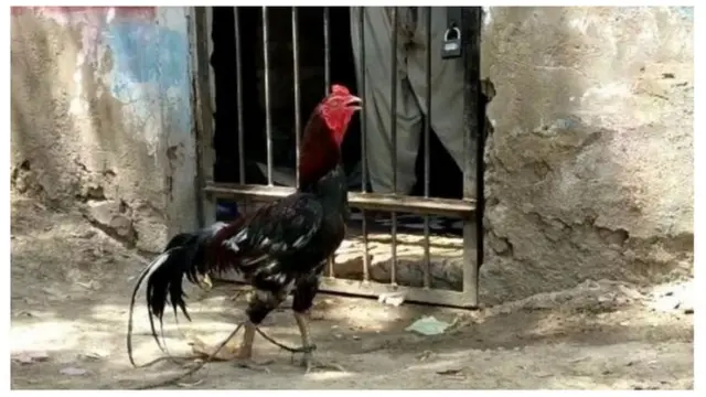 हिरासत में मुर्ग़ा