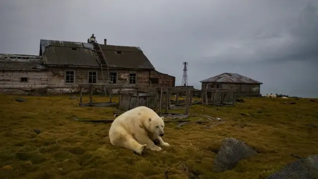 Urso polarbe in sportilha russa