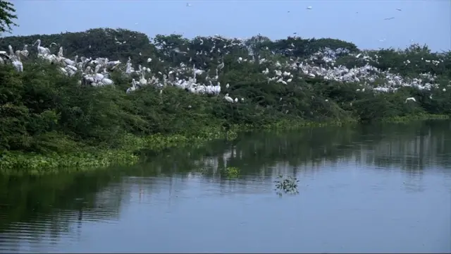 ఉప్పల‌పాడు వలస పక్షుల రక్షిత కేంద్రం