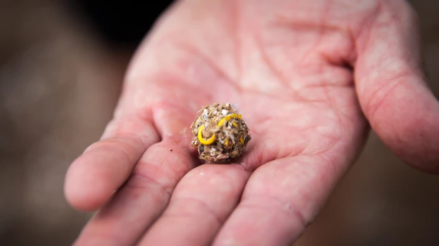 Una bola de comida regurgitada con bandas elásticas