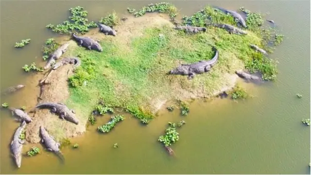 మొసళ్ల గ్రామాలు