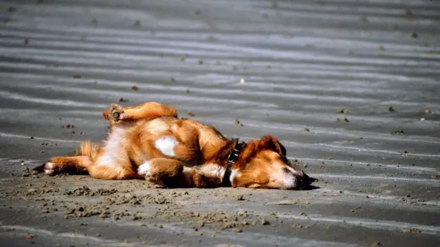 Cachorro rolando sobre o chão