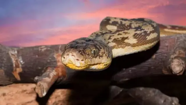 மலைப்பாம்பு