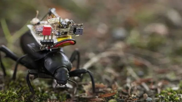 Жук с камерой