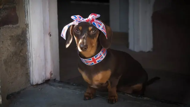 такса, подарунок