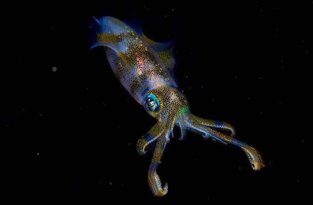 وائلڈ لائف تصاویر